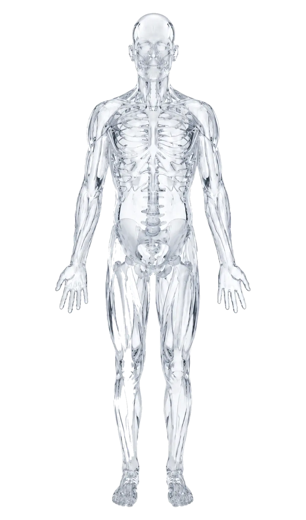 Cuerpo humano